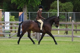 Show Hunter Pony Championship