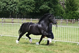 H70 Welsh C Stallion