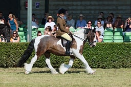 S61_0684 2026