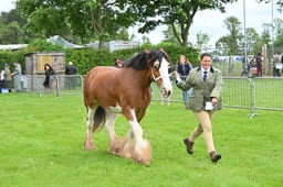 SH1 Clydesdale Suffolk & Percheron