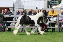 S28_8455 2026