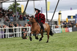 Highland Pony Display