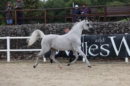 33 BNC Pure Bred Veteran Geldings