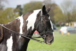 27 Ridden Traditional Horses