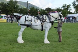 CLH287 CLH288 Best Working Harnes Best Decorated Harness