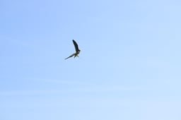Falconry
