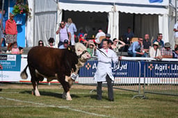 Hereford