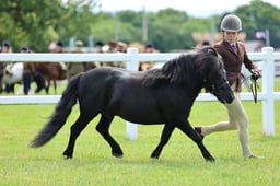 Z41_0607 2026