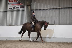 CL50 Novice Large Riding Horse