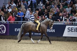 35C M&M Ridden Pony Championship