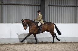 CL61 RIHS Large Riding Horse