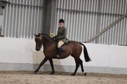 CL49 Novice Small Riding Horse