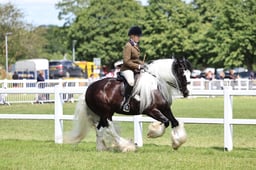 H238 SFAS Traditional Gypsy Cob