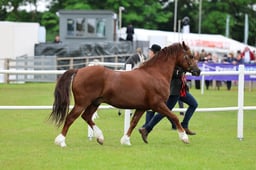 C45_1700 2026