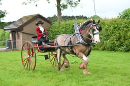 Driven Heavy Horse Prelim