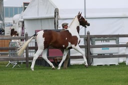 S28_8273 2026