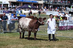 Beef Shorthorn