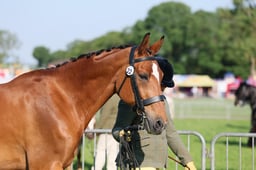 02 Senior In-Hand