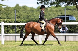 Z42_3966 2026