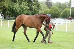 E28_1296 2026