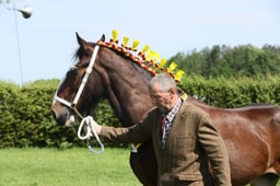 SH6 Shire Yearling