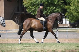 115 Maxi Cob