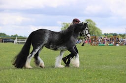 J36_7517 2026