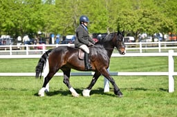 62 M&M Pure Novice Welsh C D &