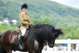 H7 HOYS Ridden Dales