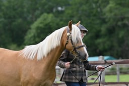H67 Welsh B 2-3 yr Filly or Gelding