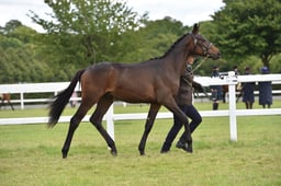 CLH129 In Hand Sport Horse yearling