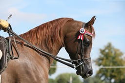 115C Purebred Arab Gelding