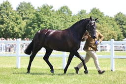 Z42_3654 2026