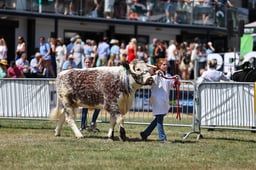 Longhorn