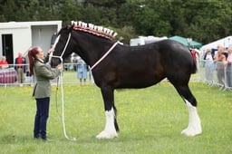 E36_1032 2026