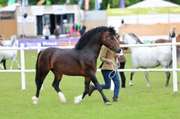 C45_1149 2026