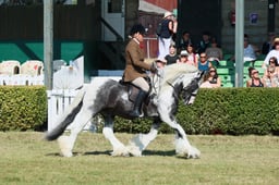 S61_0665 2026