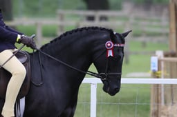 CL 139 Novice Show Pony 128cm