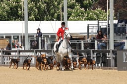 Meet of Hounds