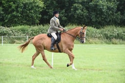 72 LIHS Racehorse to Show Horse