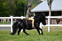 A19_2354 2026