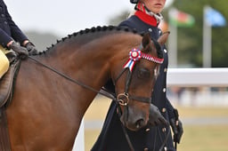107A Lead Rein Show Pony