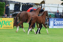 S37_5172 2026
