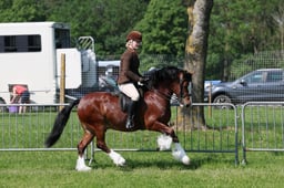 117 RIHS M&M Welsh C & D
