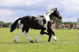 J36_7532 2026