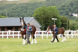 CLH275 Shire Horse of the Year Qualifier