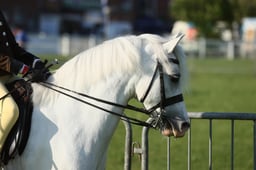 120 RIHS M&M Ridden Small Breeds