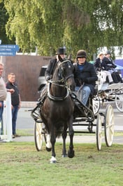 Carriage Driving & Display Vehicles