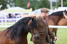 519 Small Breeds Stallions