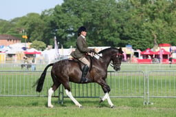 C34_0499 2026